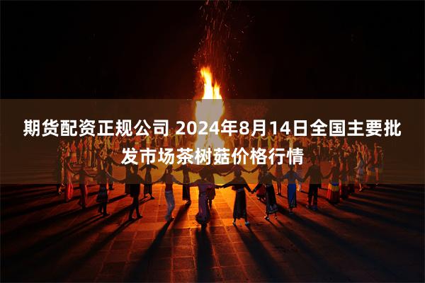 期货配资正规公司 2024年8月14日全国主要批发市场茶树菇价格行情